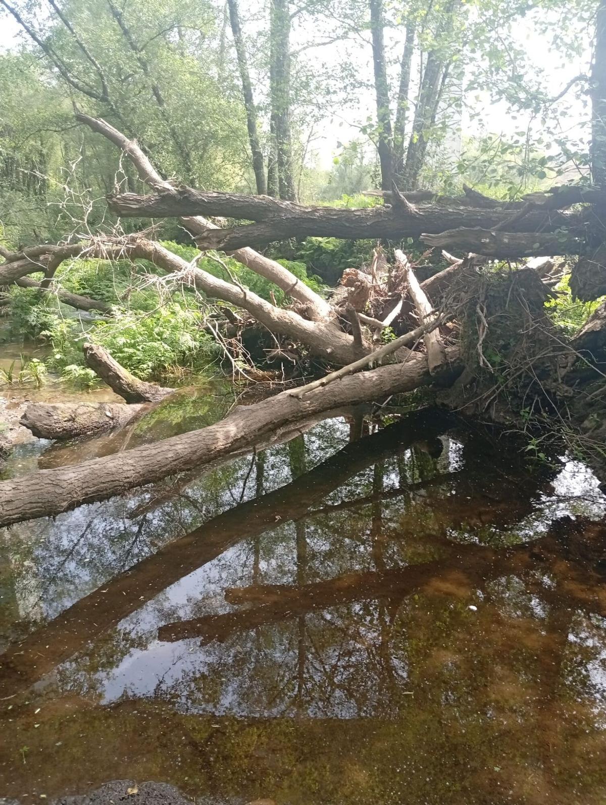 PESCADORES LIMPIAN ACCESOS AL TRAMO DE PESCA DEL RIO ASNEIRO EN BOTOS