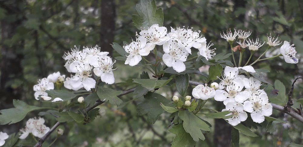 L’arç blanc inunda el bosc d’aroma.