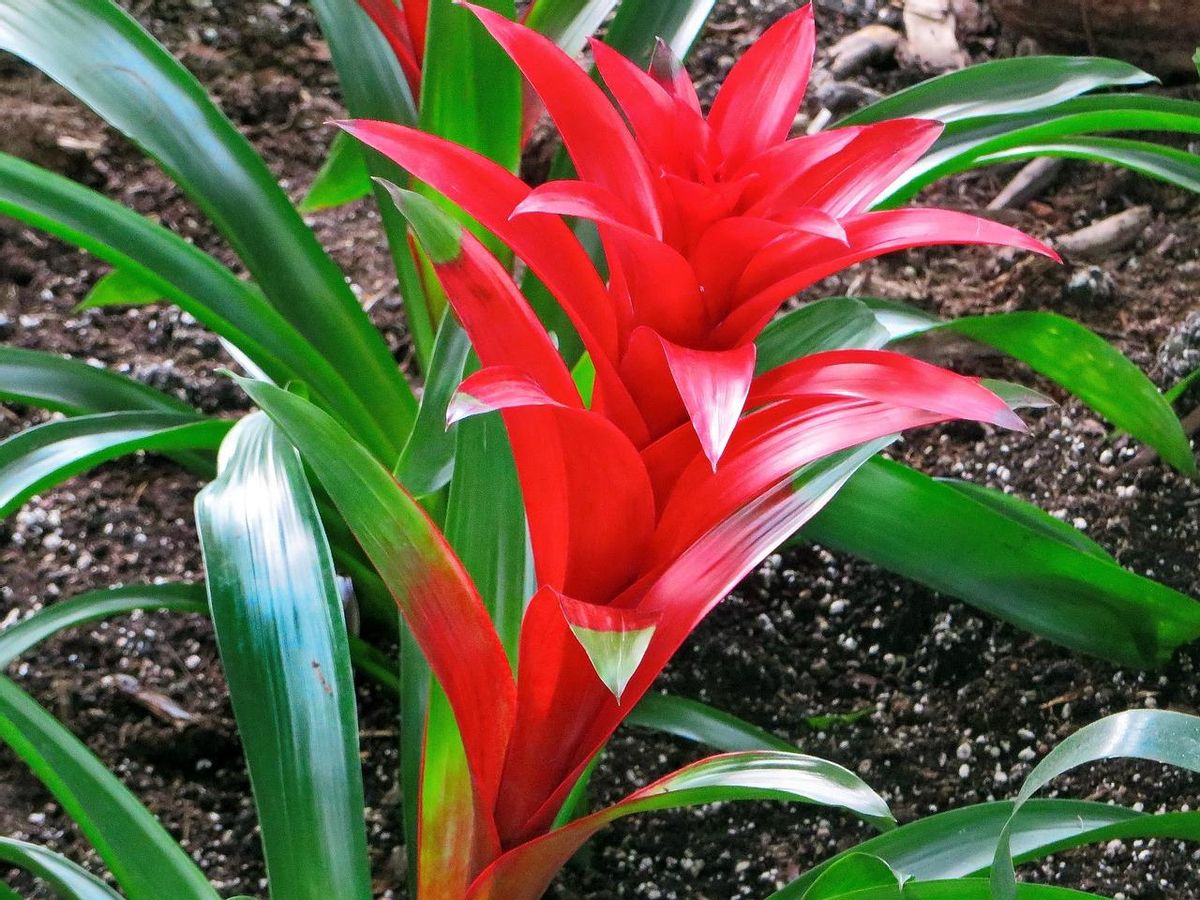 La Bromelia es una de las plantas tropicales de interior más deseadas