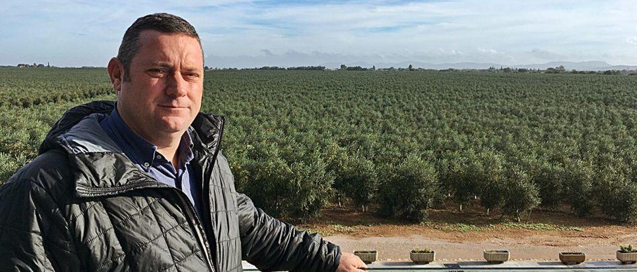 El responsable de la explotación, Juan José Alcaide, frente a uno de los campos de olivos.