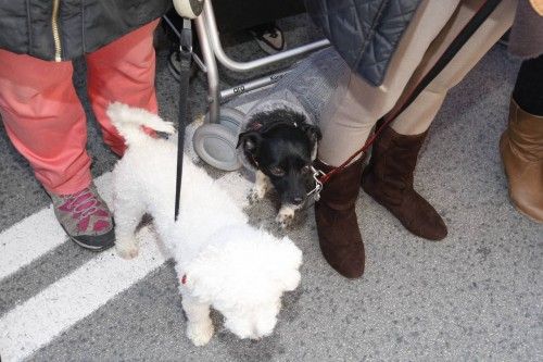 Bendición de animales en Murcia por San Antón