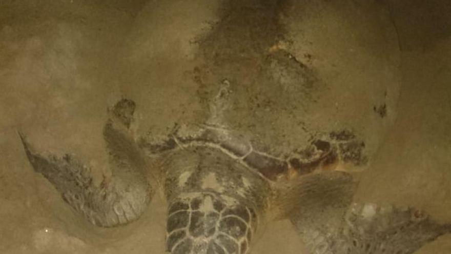 Una tortuga boba pone 112 huevos en la playa del Serradal