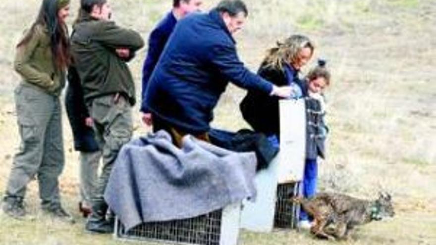 Muere de inanición un lince después de caer en un cepo