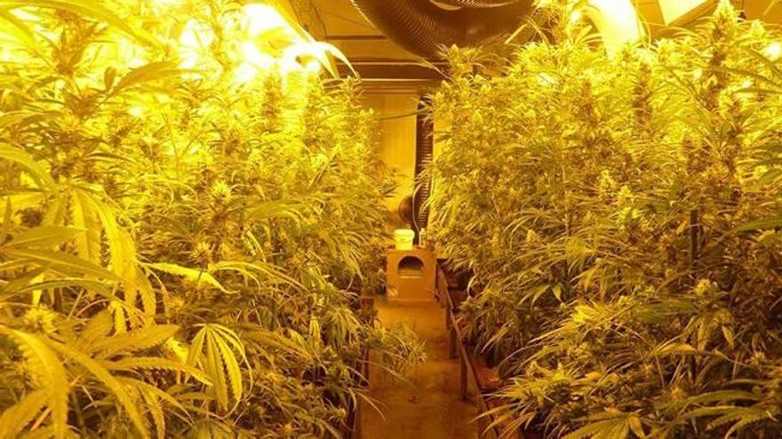 Una de les macroplantacions de marihuana descobertes pels Mossos