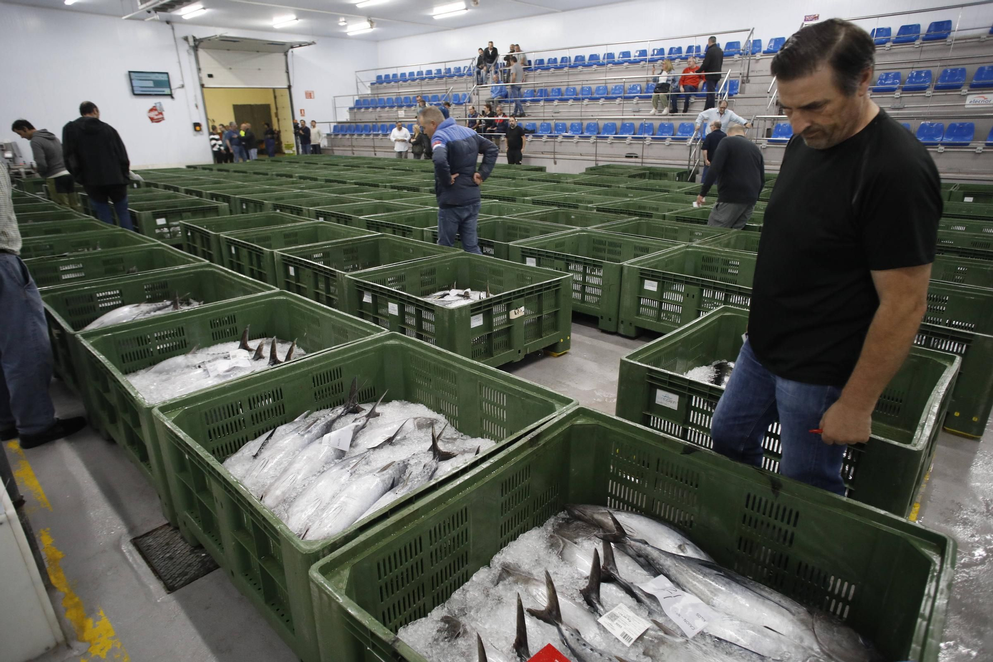 La primera descarga del bonito en la lonja de Gijón, en imágenes