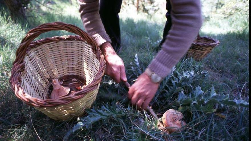 Extremadura regulará la recolección de setas en los montes públicos