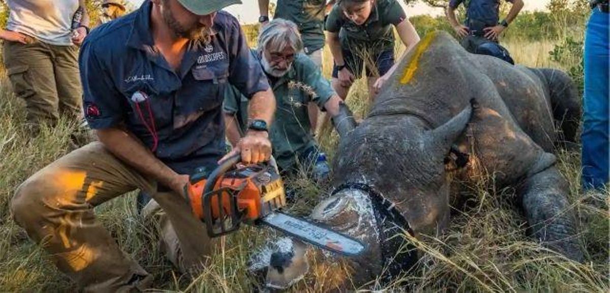 Descornado de rinocerontes frenó la caza furtiva.