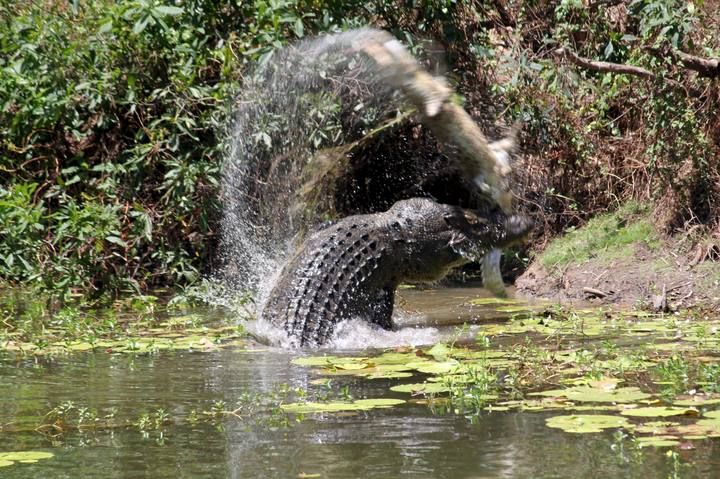 Las 15 fotografías de animales más curiosas del 2015