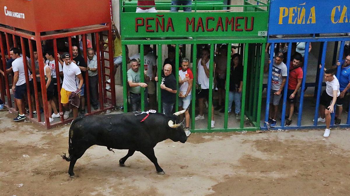 Imagen de archivo de festejos populares de «bous al carrer». | LEVANTE-EMV