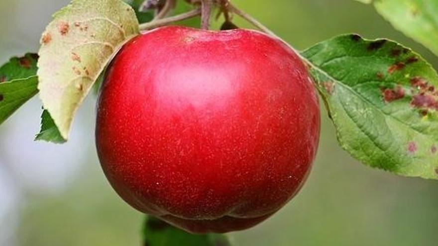 La manzana, la fruta ideal