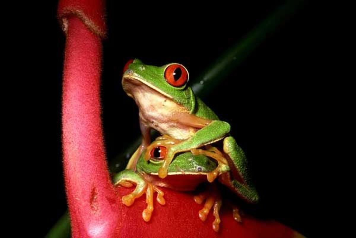 Rana verde de ojos rojos en Belice