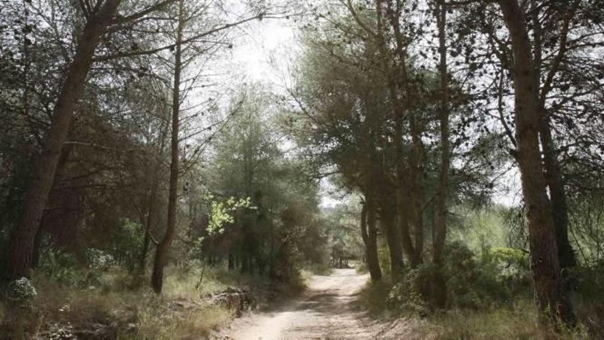 El Consell espolea el blindaje de la montaña de Romeu