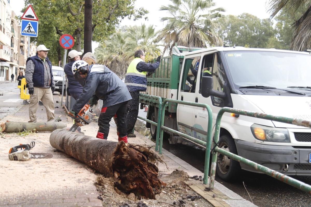 Personal de parques y jardines del Ayuntamiento retiran un árbol caído