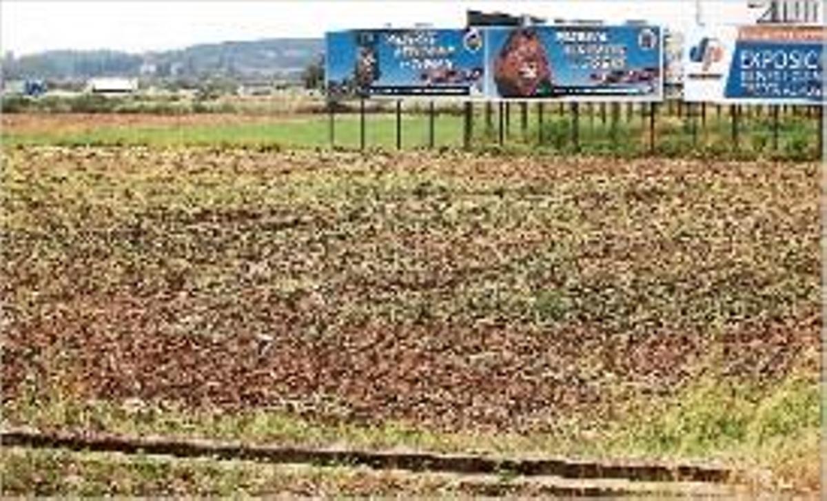 Els terrenys on s'ubicaria Ikea si s'instal·lés a Salt.