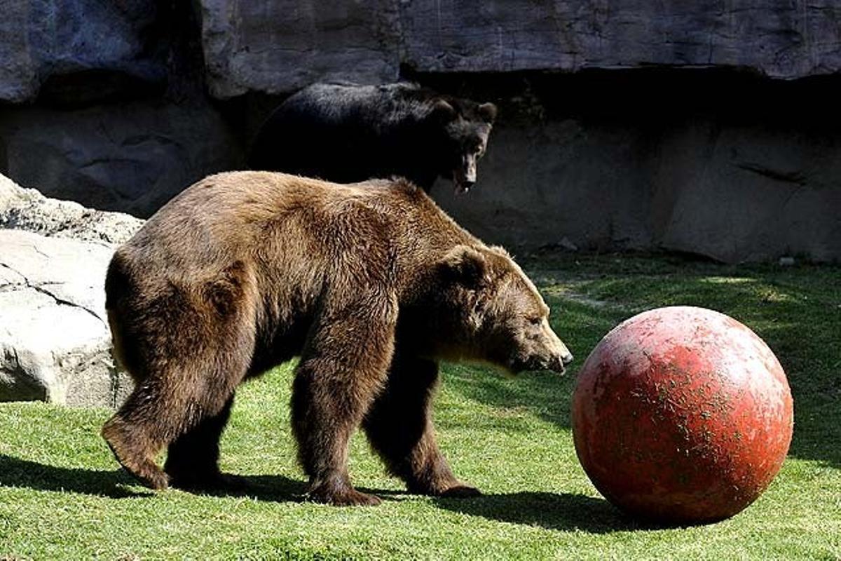 Óssos bruns procedents del parc animal de Wamerum.