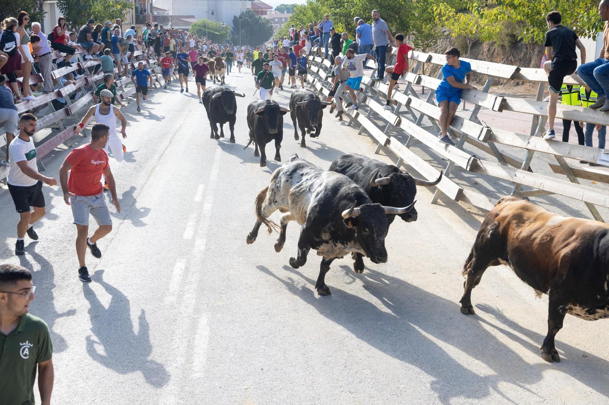 Cuarto encierro de la Feria Taurina del Arroz en Calasparra