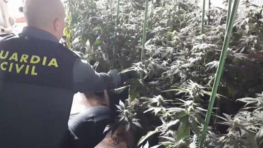 Parte de las plantas de marihuana intervenidas en Ribadumia. // G.C.