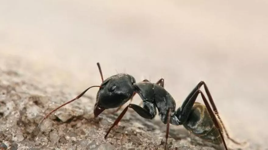 Los vecinos de Miñagón, en Boal, piden ayuda para luchar contra una plaga de diminutas hormigas: "Es una desesperación total"