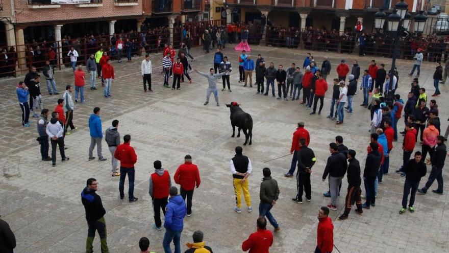 Toro de la Purísima de Villalpando de 2015.