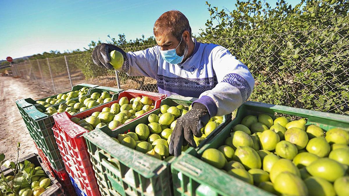 Un agricultor selecciona limones en una explotación agrícola de la Vega Baja. | TONY SEVILLA