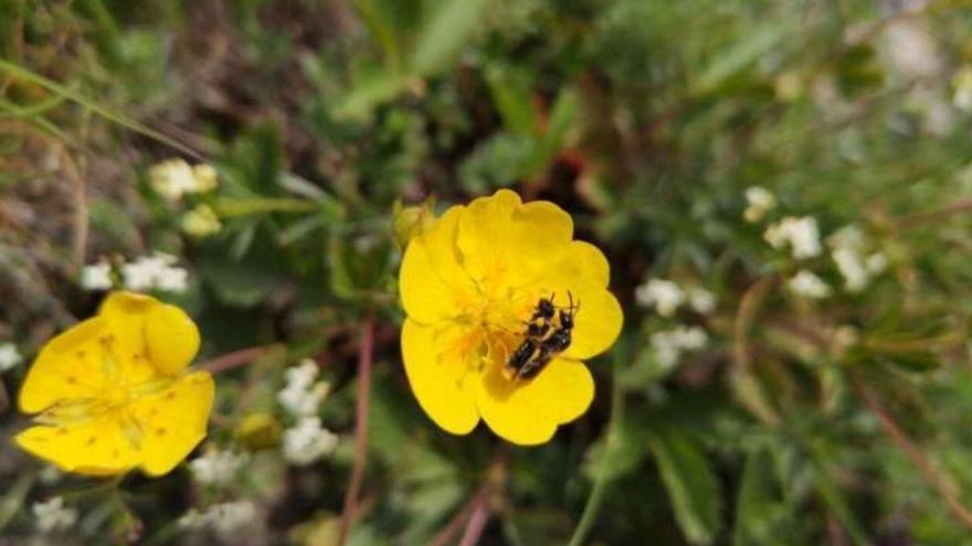 Der Rückzug der Gletscher könnte die Ausbreitung von Krankheiten unter den Bienen begünstigen