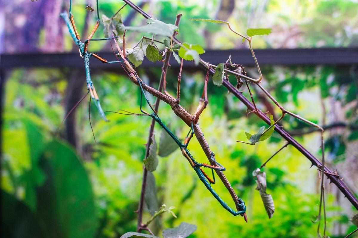 Un insecto de palo azul, casi eléctrico, en plena coyunda con una hembra, casi invisible con su aspecto de simple rama.