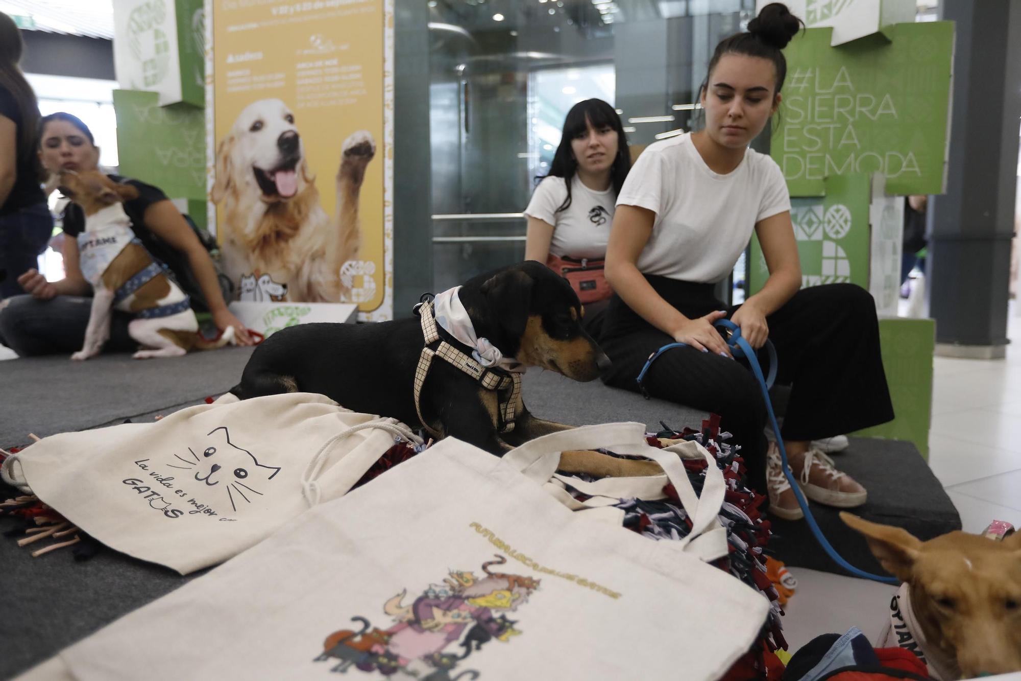 Las imágenes del desfile de perros en adopción en el Centro Comercial La Sierra
