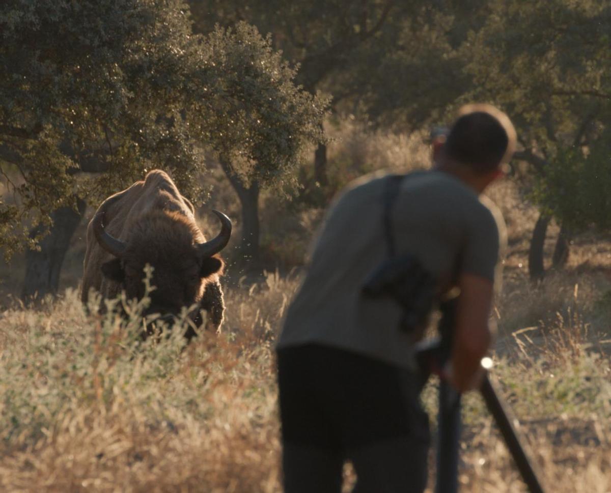 La finca El Encinarejo, en Andújar, permite ver de cerca bisontes y linces ibéricos gracias a su safari