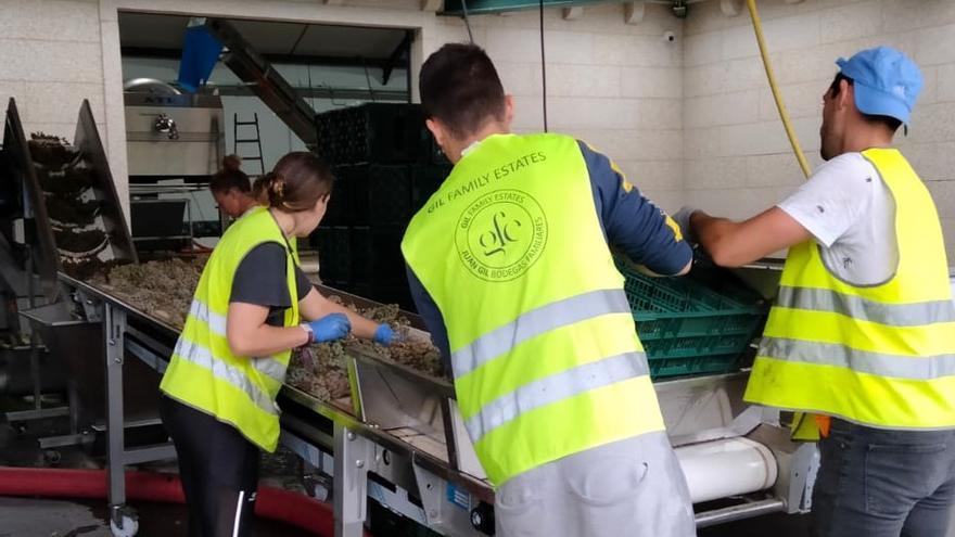 5 millones de kilos de uva a salvo: la lluvia ralentiza, pero no para la vendimia