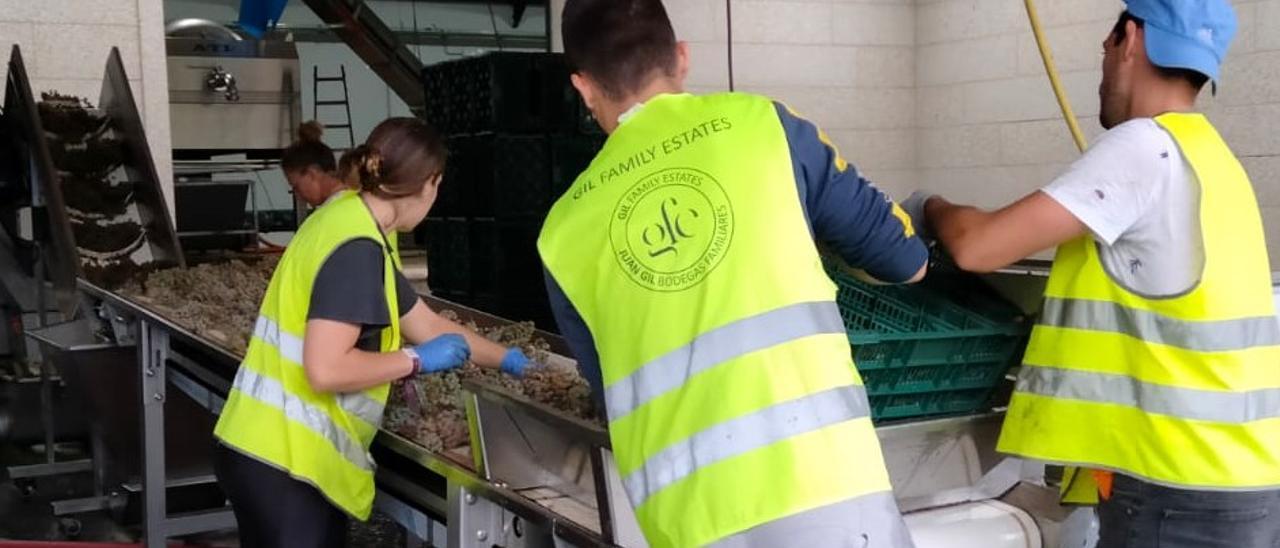 Varios operarios seleccionan la uva en el centro de recepción de la bodega Lagar da Condesa, una firma de la subzona de O Salnés perteneciente al grupo vitivinícola Familia Gil, ayer.   | //  FDV