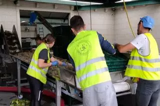 5 millones de kilos de uva a salvo: la lluvia ralentiza, pero no para la vendimia