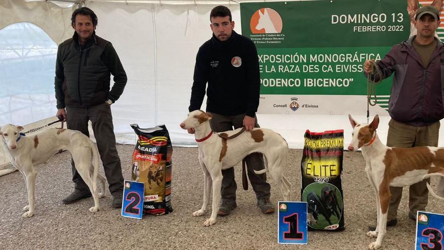 Dos de tres podios para podencos de Ibiza en el nacional de Cuenca