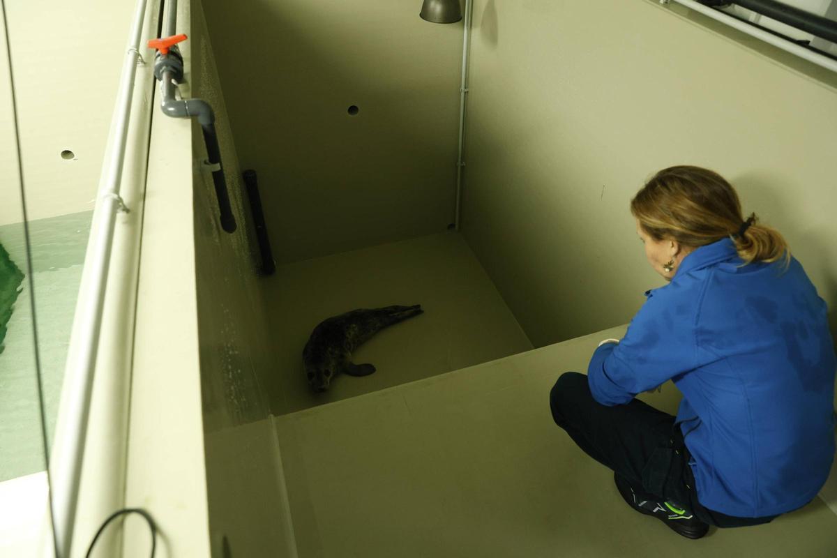 La foca que quedó varada en la playa de Cadavedo ya se recupera en el Acuario de Gijón (en imágenes)