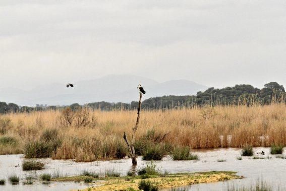 Das Naturschutzgebiet S'Albufera wird 30 Jahre alt - und steckt in einer tiefen Krise. Umweltschützer schlagen Alarm, die Politik bleibt weitgehend untätig.