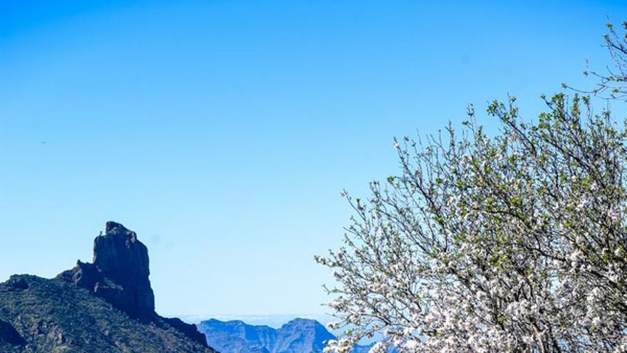 Almendros en flor en la Cumbre de Gran Canaria