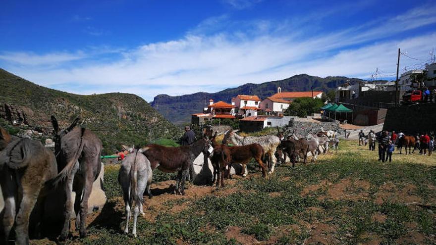 La Culata, la cuadra insular de los equinos