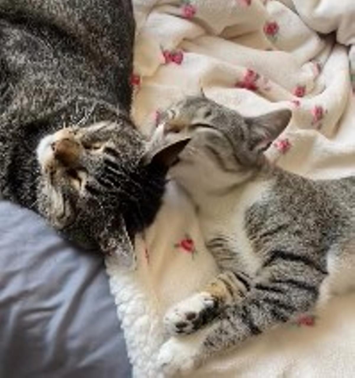 Kai y Santi, la pequeña familia felina de Julio.