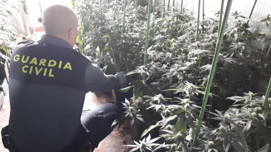 La Guardia Civil desmantela dos plantaciones de marihuana en Deza