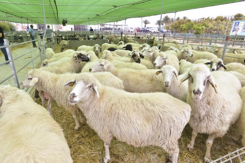 Feria y concurso de Ganado de Gran Canaria