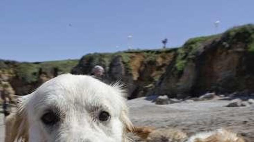 Dos perros en Gijón.