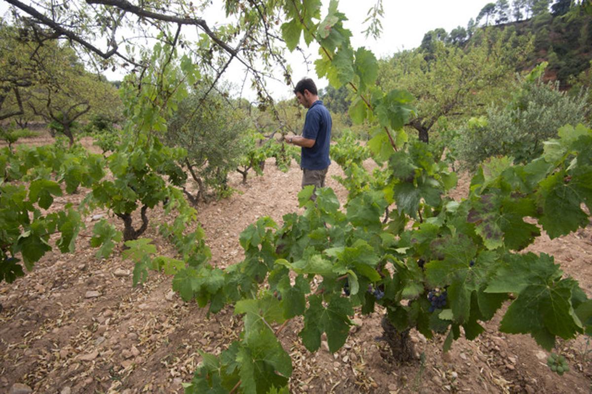 Vinya, oliveres i ametllers a la finca La Cova, del celler Joan d’Anguera, a Darmós (Ribera d’Ebre).