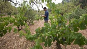 Vinya, oliveres i ametllers a la finca La Cova, del celler Joan d’Anguera, a Darmós (Ribera d’Ebre).