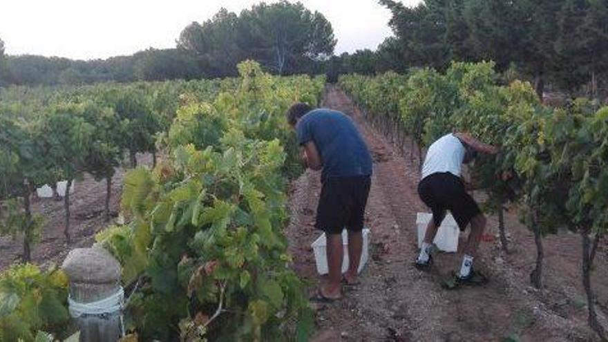 La cosecha de uva se reduce entre un 20% y un 30% en Formentera