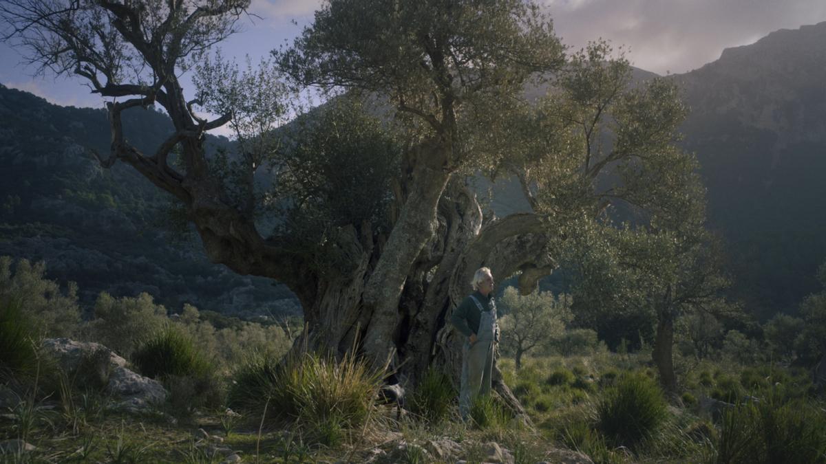 Methusaleme: die uralten Olivenbäume der Serra de Tramuntana.   | FOTO: ATLÀNTIDA FILM FEST