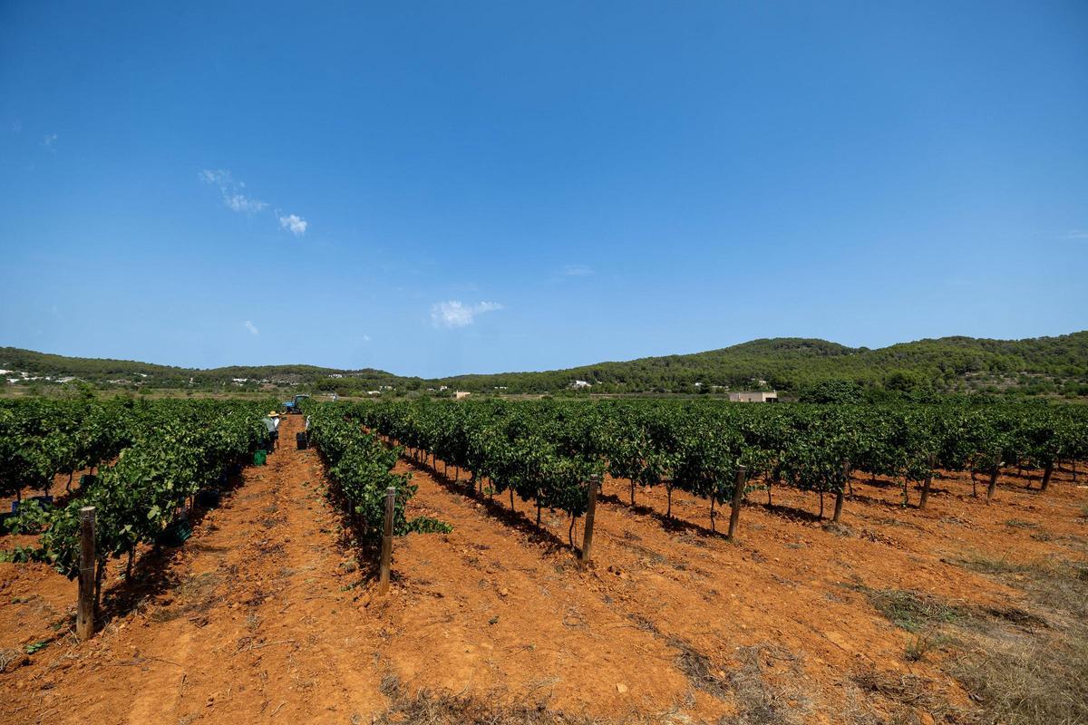 El vino de Ibiza está de enhorabuena esta añada: hasta 80.000 botellas en algunas bodegas