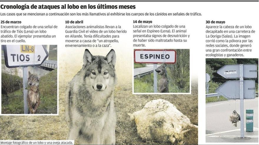 El Principado trampea informes para no pagar daños del lobo, dicen los ganaderos