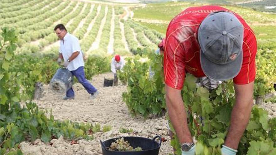 La DO Ribera del Guadiana estima la caída de la vendimia entre un 25 y un 30%