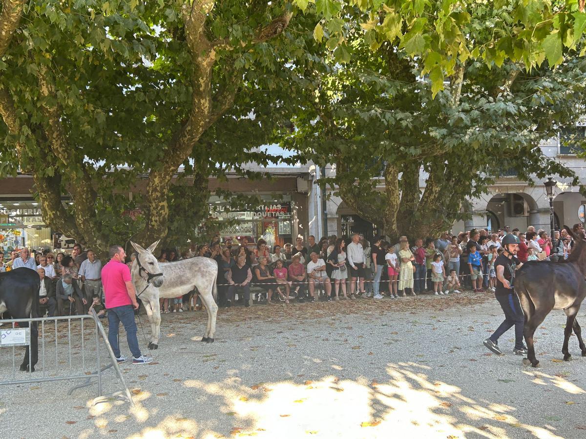 O Gran Derbi Asnal regresa a Padrón en clave de homenaxe aos burros fariñeiros