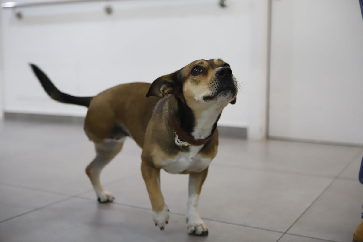 Frida, la perra de terapia asistida en una residencia de Zaragoza