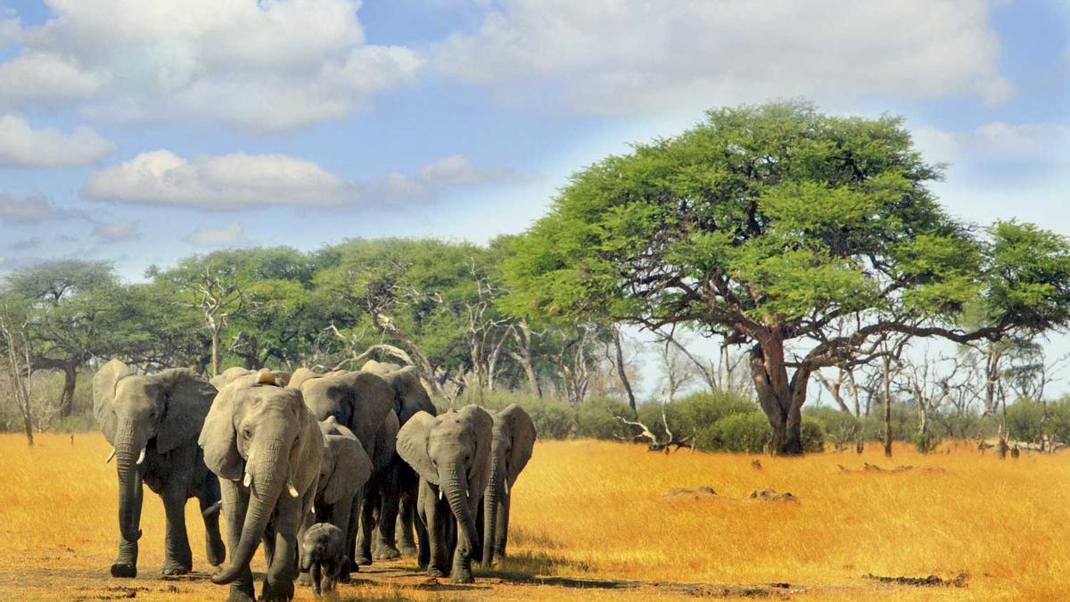 Elefantes en Zimbabue